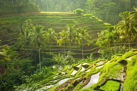 Ubud Tour Bali